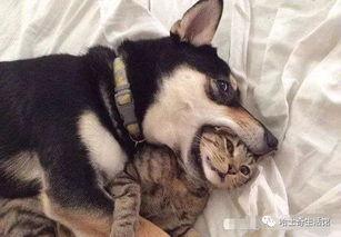 狗子爆料周冬雨视频播放,揭秘幕后故事 第1张 狗子爆料周冬雨视频播放,揭秘幕后故事 第1张